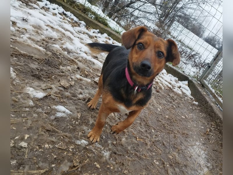 Édi, ein fröhliche Hündin mit einem kleinen Handicap, was sie aber nicht stört !