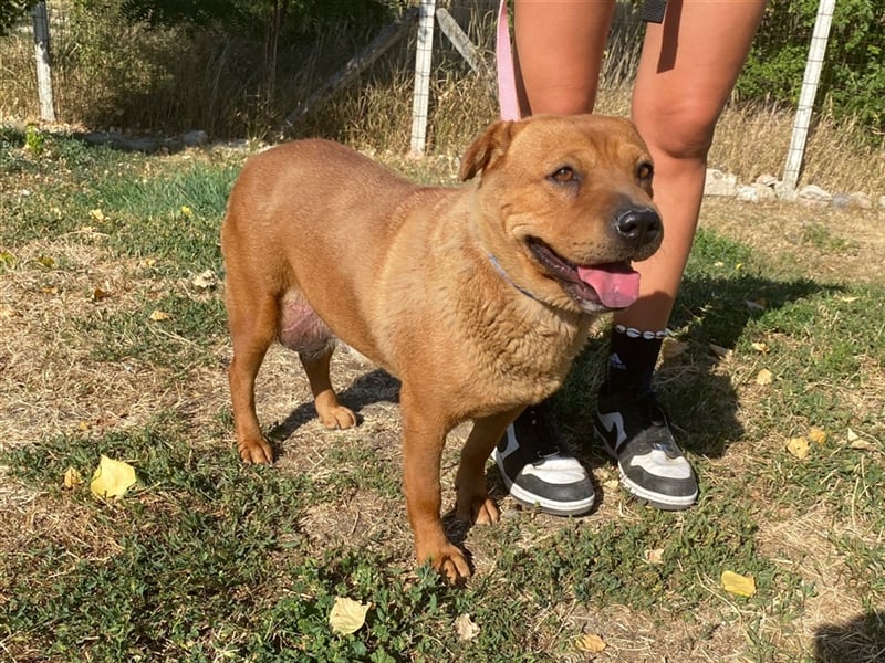 Mosci, die bezaubernde Knutschkugel, lebt auf einer Pflegestelle in NRW !