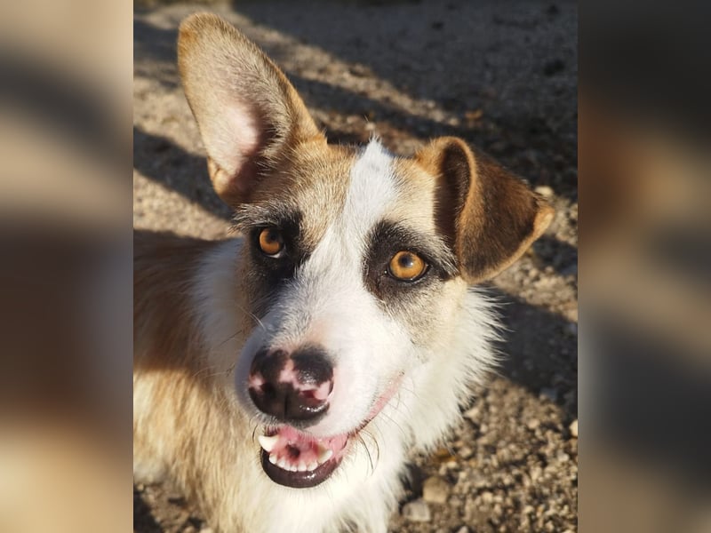 Dolly, ein ganz besonders schönes Hundemädchen, wurde vermutlich ausgesetzt !