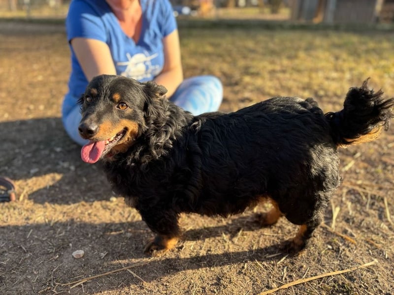 Sapi Karcsi, ein fröhlicher menschenbezogener Lockenprinz auf kurzen Beinen !