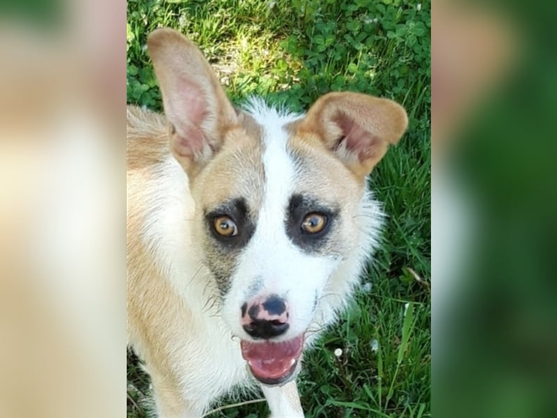 Dolly, ein ganz besonders schönes Hundemädchen, wurde vermutlich ausgesetzt !
