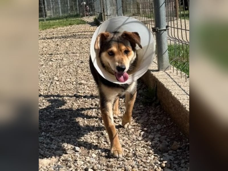 Senior Czsibeske sucht nochmal ein neues Zuhause !