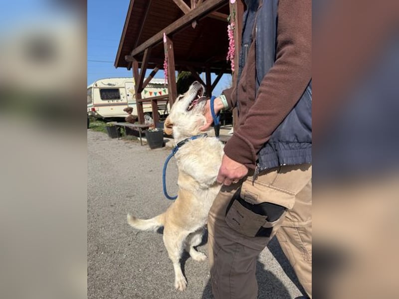 Angelina, kleiner Hund mit einem großen Herzen voller Liebe !