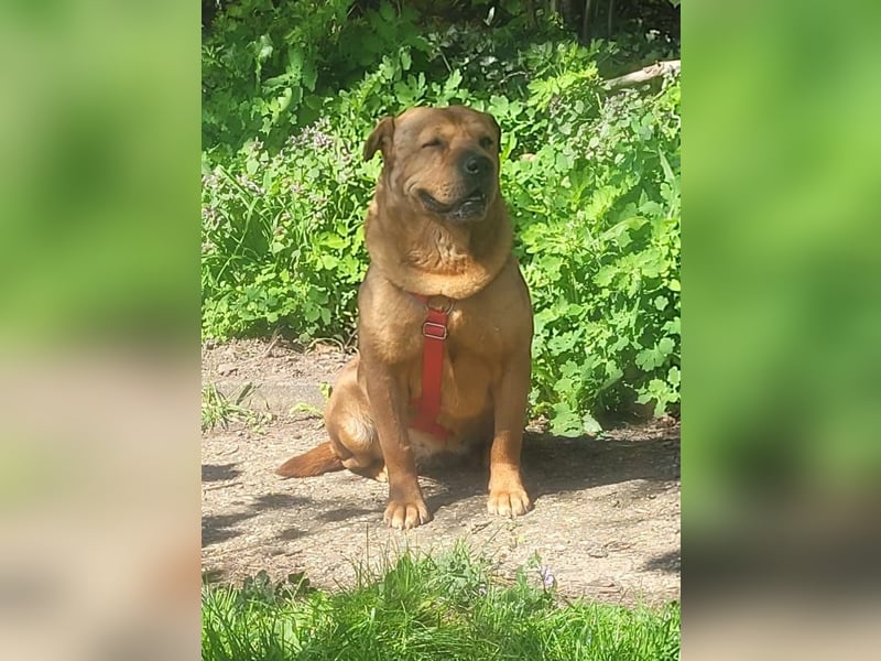 Mosci, die bezaubernde Knutschkugel, lebt auf einer Pflegestelle in NRW !