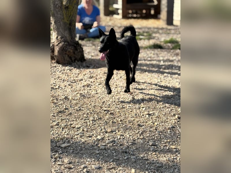 Sapi Mami taut langsam auf ! Ein Zuhause mit einem netten Ersthund wäre toll !