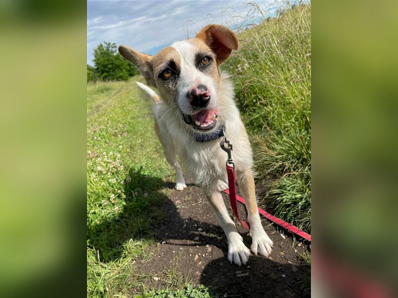 Dolly, ein ganz besonders schönes Hundemädchen, wurde vermutlich ausgesetzt !