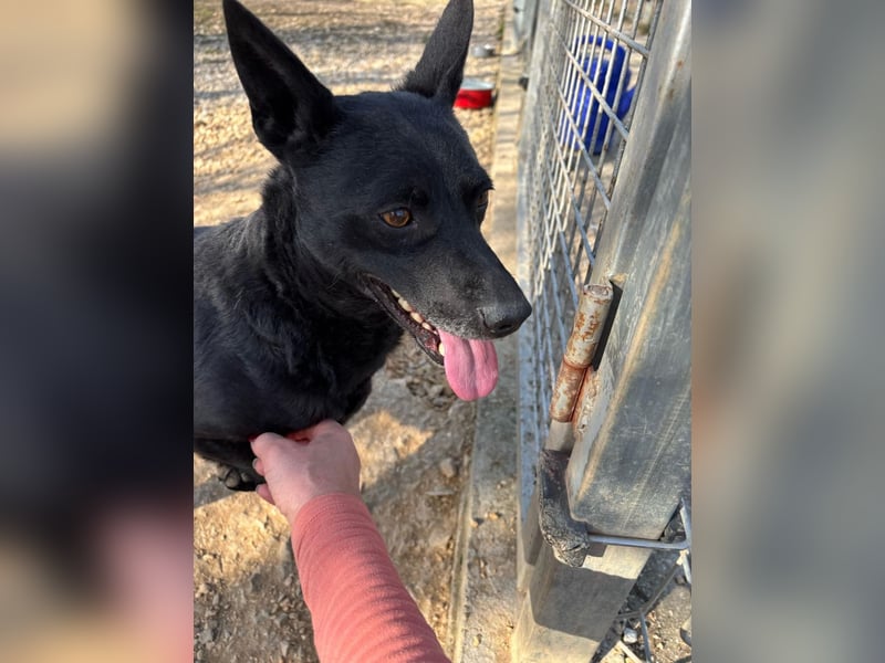 Sapi Mami taut langsam auf ! Ein Zuhause mit einem netten Ersthund wäre toll !