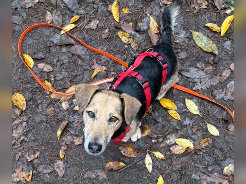 Die handliche kleine Rita sucht ein liebevolles Zuhause, wo sie ihr Leben genießen kann !