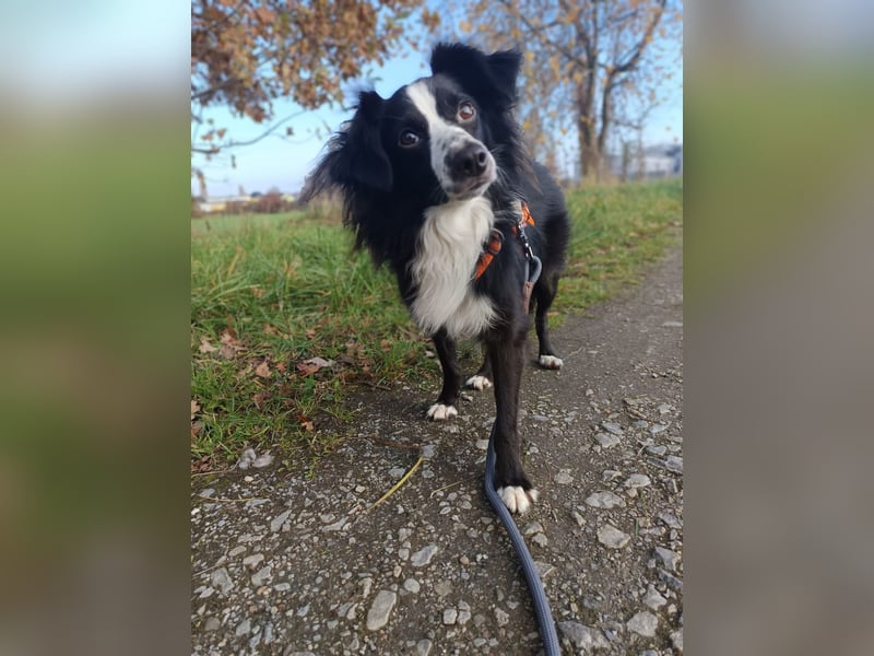 Killua befindet sich schon in Deutschland und sucht ein neues Zuhause !