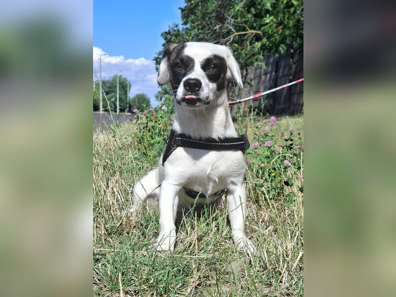 Zorro ist sehr freundlich, gutmütig, menschenbezogen, verschmust !