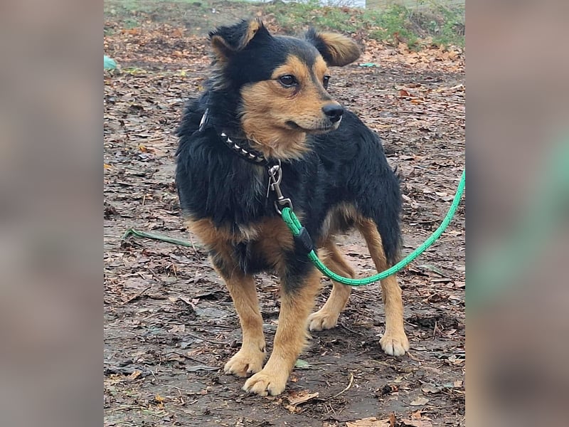 Der sanfte Rüde Lucky sucht ein Zuhause !