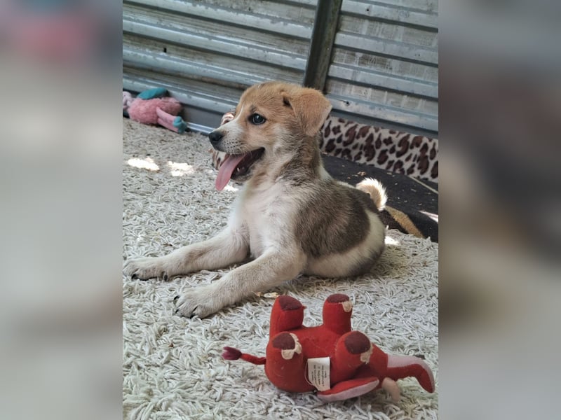Alfie ist sehr freundlich, verspielt,sanft, anhänglich