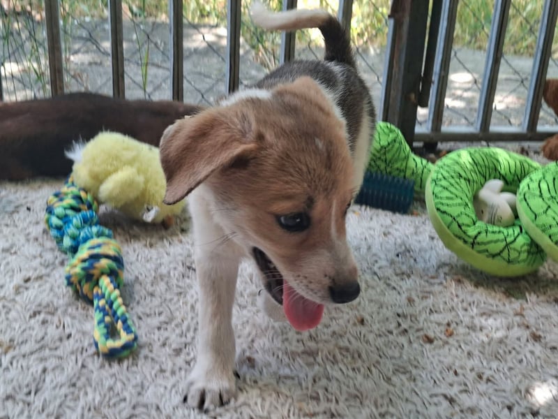 Alfie ist sehr freundlich, verspielt,sanft, anhänglich