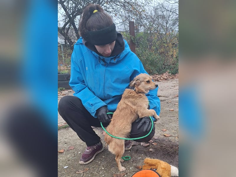 Hope sucht viel Liebe und Geborgenheit !