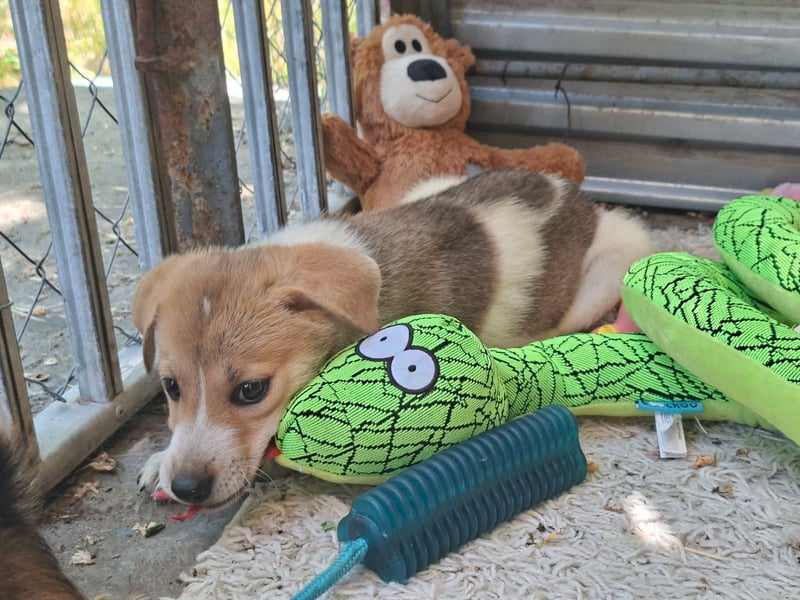 Alfie ist sehr freundlich, verspielt,sanft, anhänglich