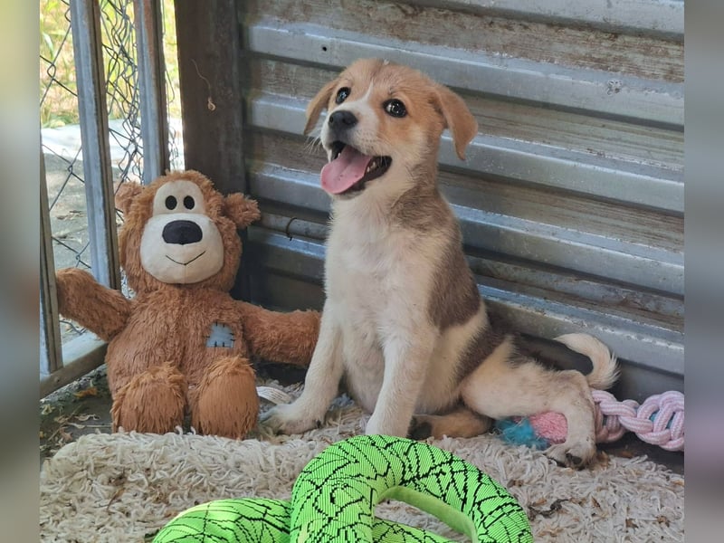 Alfie ist sehr freundlich, verspielt,sanft, anhänglich