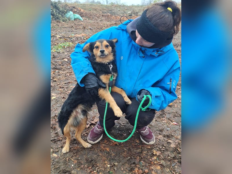 Der sanfte Rüde Lucky sucht ein Zuhause !