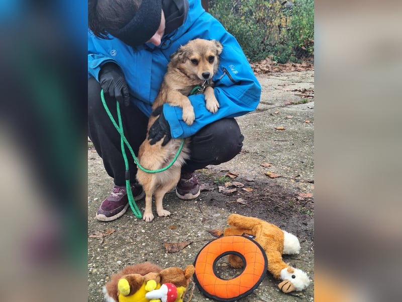 Hope sucht viel Liebe und Geborgenheit !