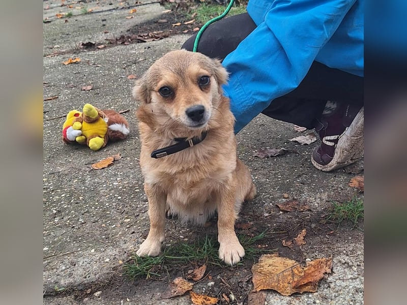 Hope sucht viel Liebe und Geborgenheit !