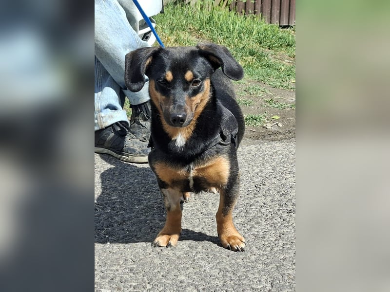 Lexa ist sehr lieb, sanft und menschenbezogen !