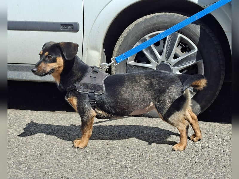Lexa ist sehr lieb, sanft und menschenbezogen !
