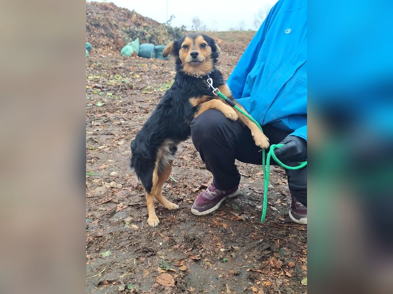 Der sanfte Rüde Lucky sucht ein Zuhause !