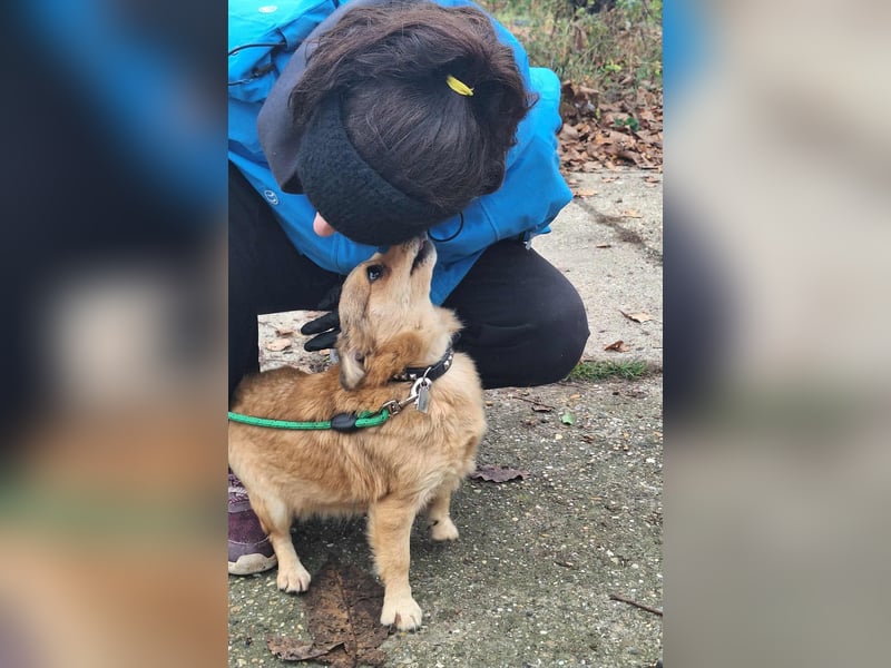 Hope sucht viel Liebe und Geborgenheit !