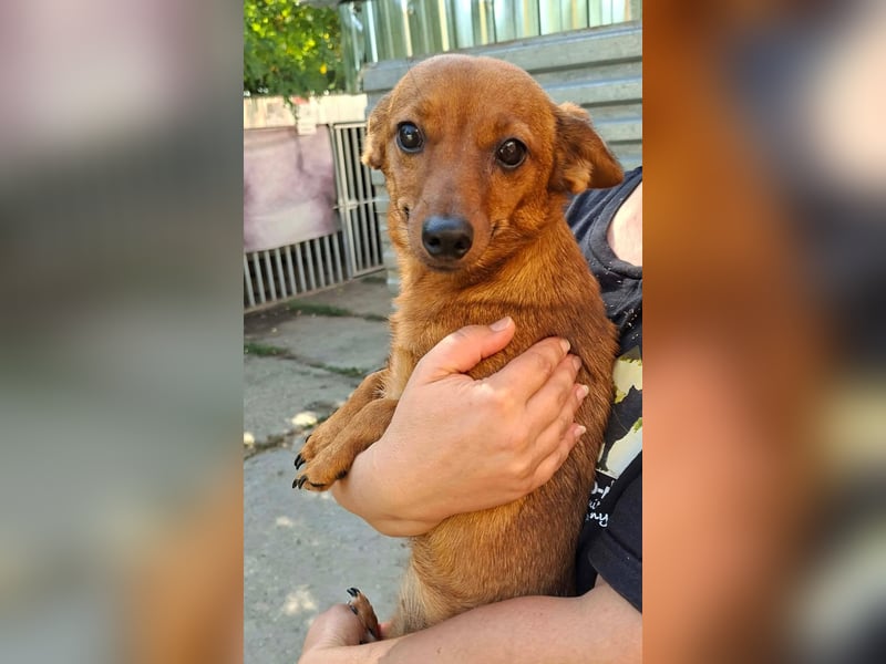 Die kleine Lucy ist sehr freundlich, verschmust, menschenbezogen !