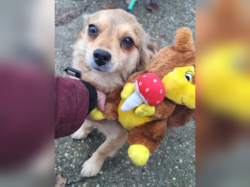 Hope sucht viel Liebe und Geborgenheit !