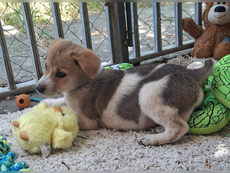 Alfie ist sehr freundlich, verspielt,sanft, anhänglich