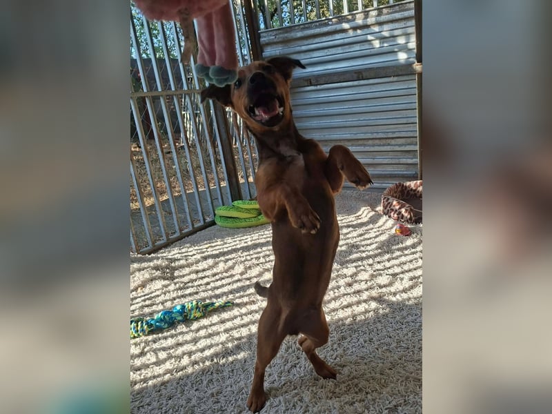 Toby ist ein liebevoller Wirbelwind !
