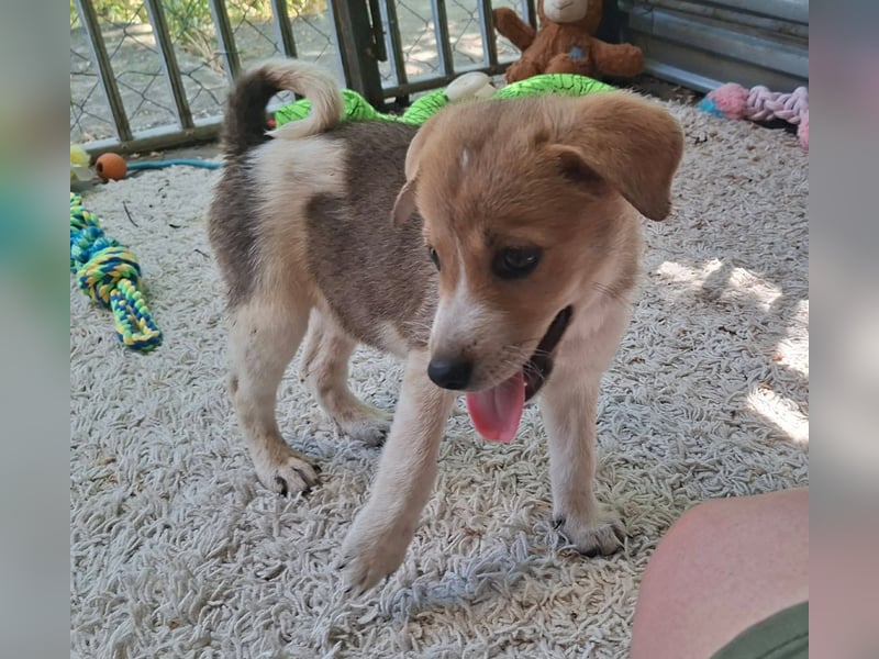 Alfie ist sehr freundlich, verspielt,sanft, anhänglich