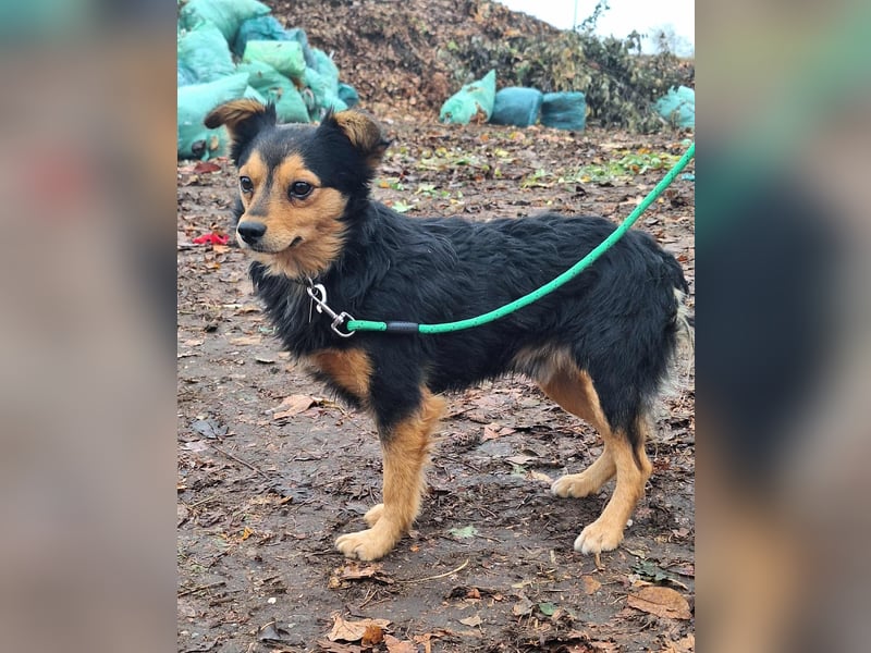 Der sanfte Rüde Lucky sucht ein Zuhause !