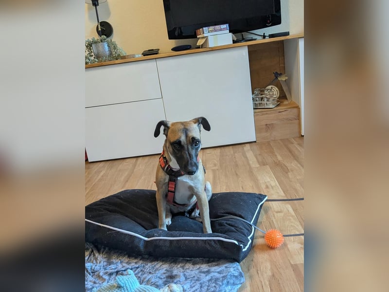 Die liebe, aktive Nelli wartet auf einer Ps in 44141 Dortmund !