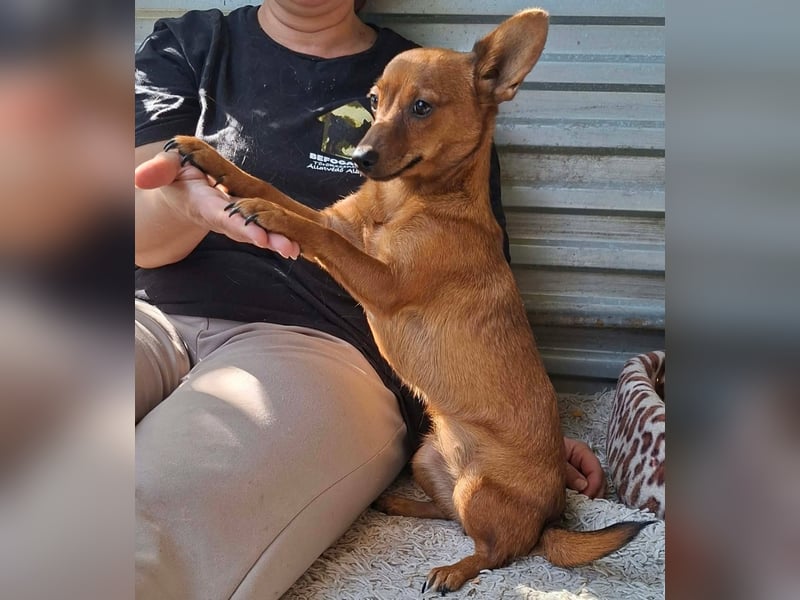 Die kleine Lucy ist sehr freundlich, verschmust, menschenbezogen !