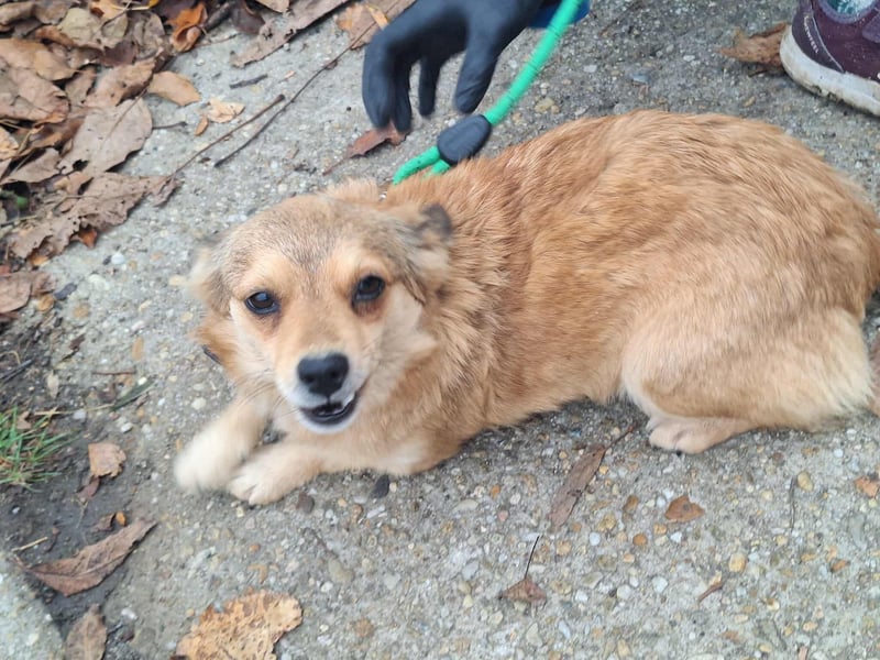 Hope sucht viel Liebe und Geborgenheit !