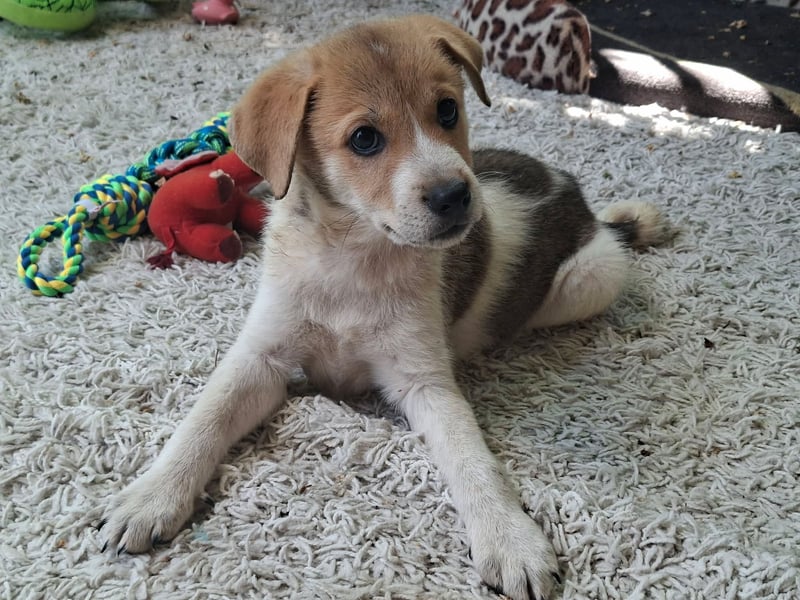 Alfie ist sehr freundlich, verspielt,sanft, anhänglich