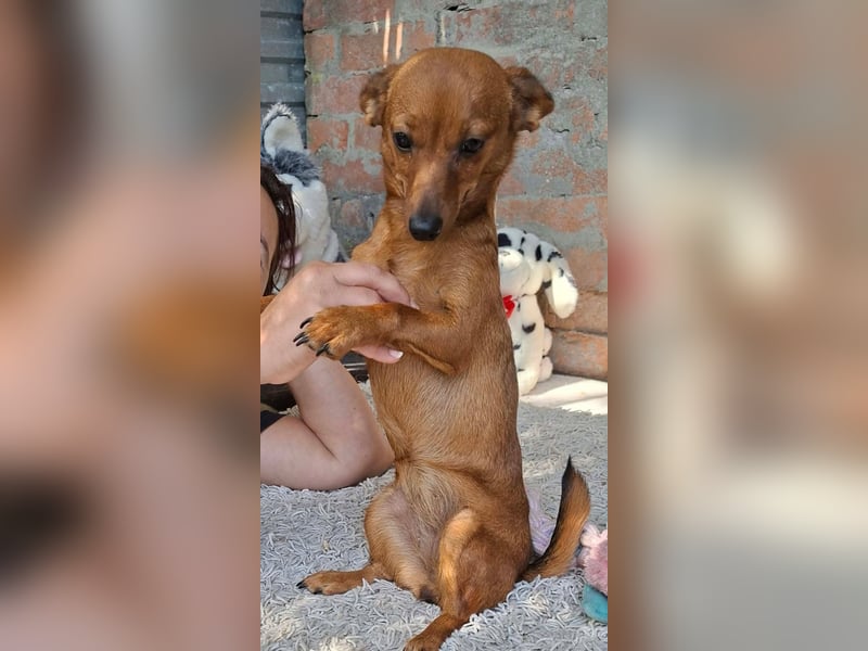 Die kleine Lucy ist sehr freundlich, verschmust, menschenbezogen !