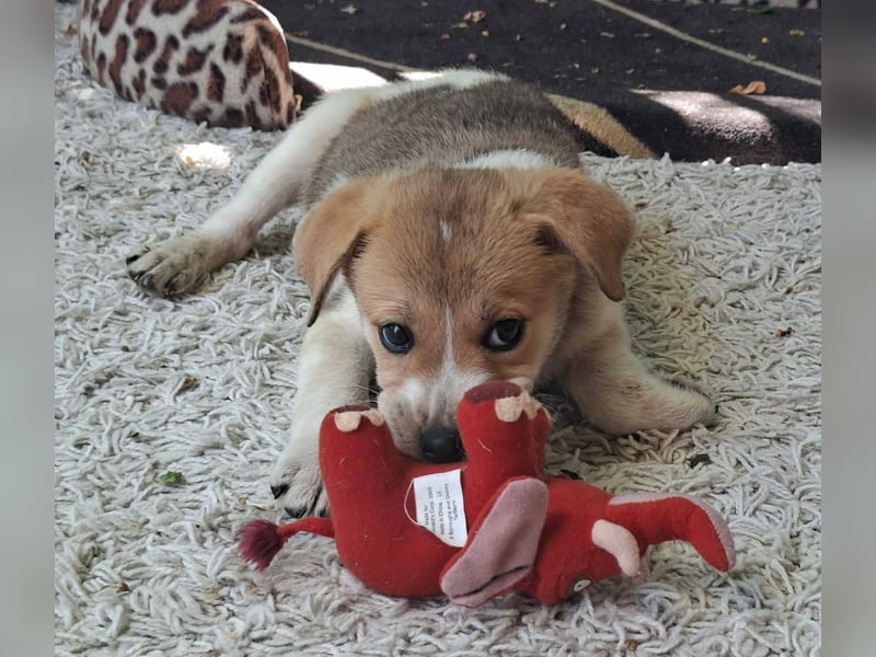 Alfie ist sehr freundlich, verspielt,sanft, anhänglich