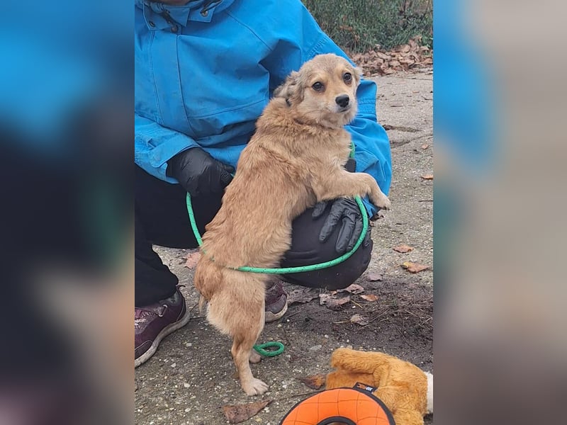 Hope sucht viel Liebe und Geborgenheit !