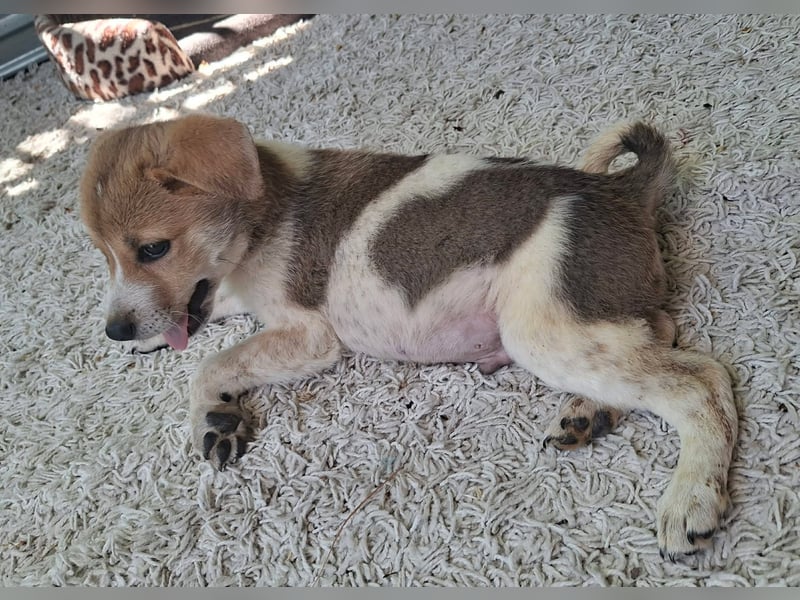 Alfie ist sehr freundlich, verspielt,sanft, anhänglich