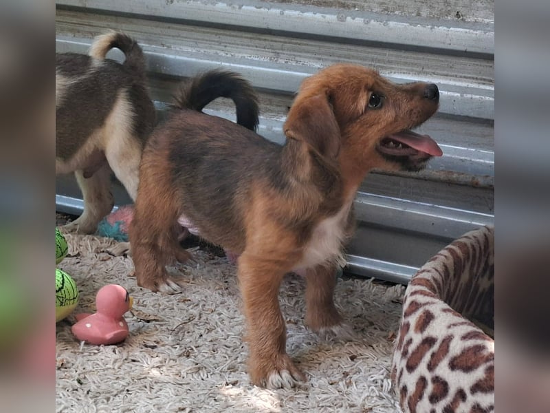Cuki ist sehr lieb, verspielt, menschenbezogen, neugierig !