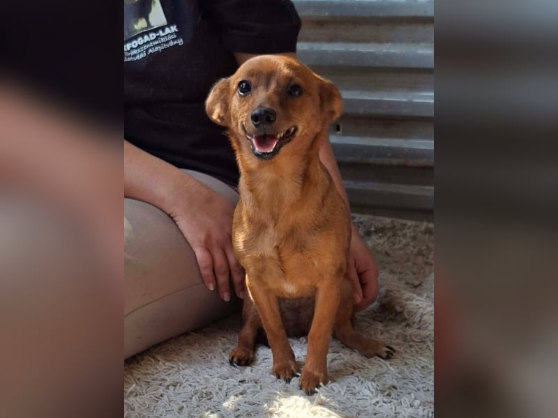 Die kleine Lucy ist sehr freundlich, verschmust, menschenbezogen !