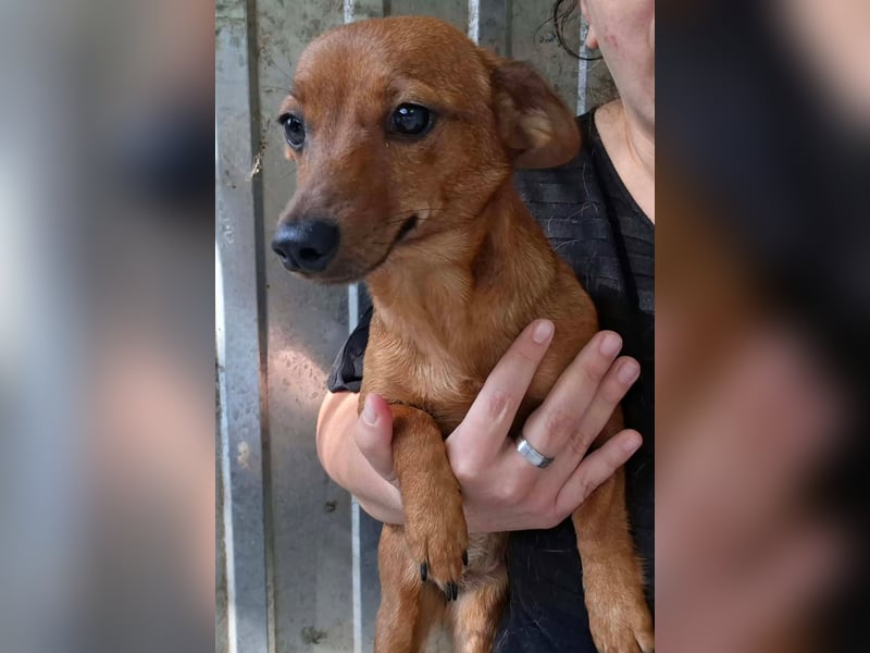 Die kleine Lucy ist sehr freundlich, verschmust, menschenbezogen !