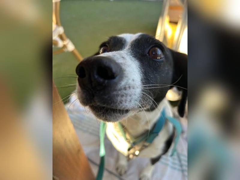 Luna (Spanien) – kleine Herzensdame sucht ihr Zuhause
