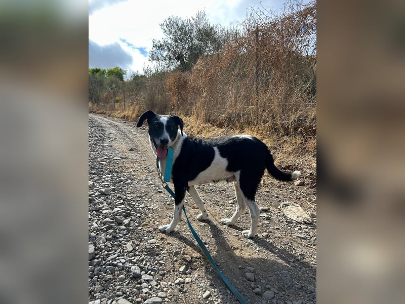 Luna (Spanien) – kleine Herzensdame sucht ihr Zuhause