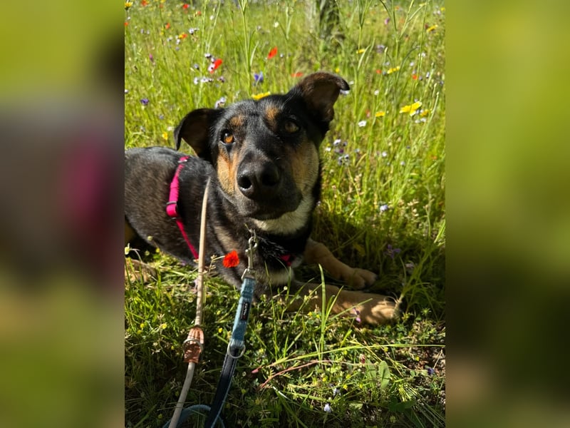 Gemütliche, verschmuste Hundedame, 2J., gepflegt, stubenrein, kastr.