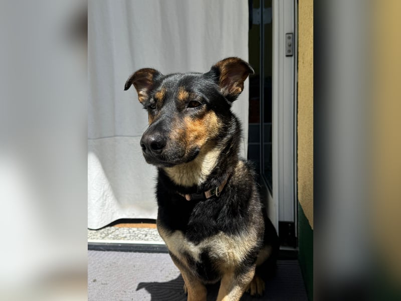 Gemütliche, verschmuste Hundedame, 2J., gepflegt, stubenrein, kastr.