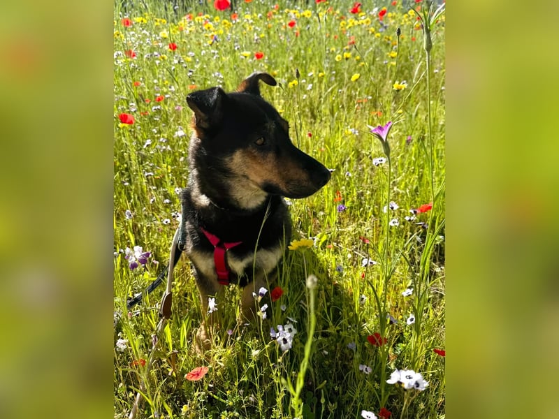 Gemütliche, verschmuste Hundedame, 2J., gepflegt, stubenrein, kastr.