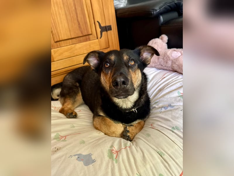 Gemütliche, verschmuste Hundedame, 2J., gepflegt, stubenrein, kastr.